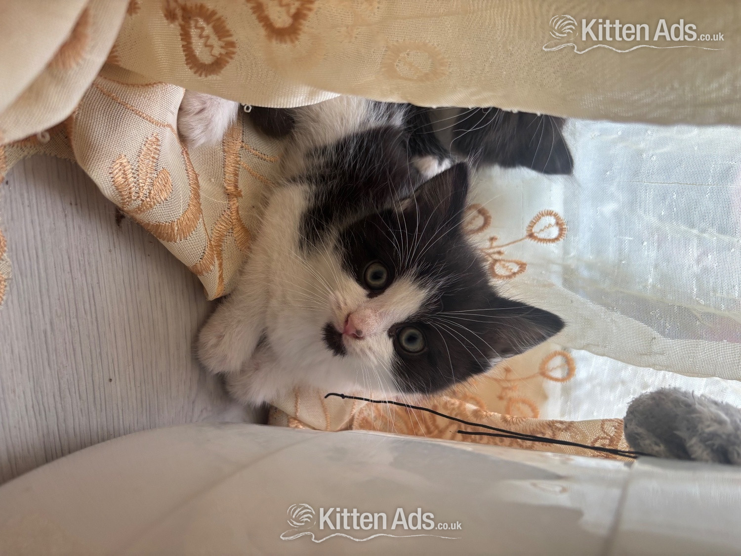  - Adorable male kitten for sale