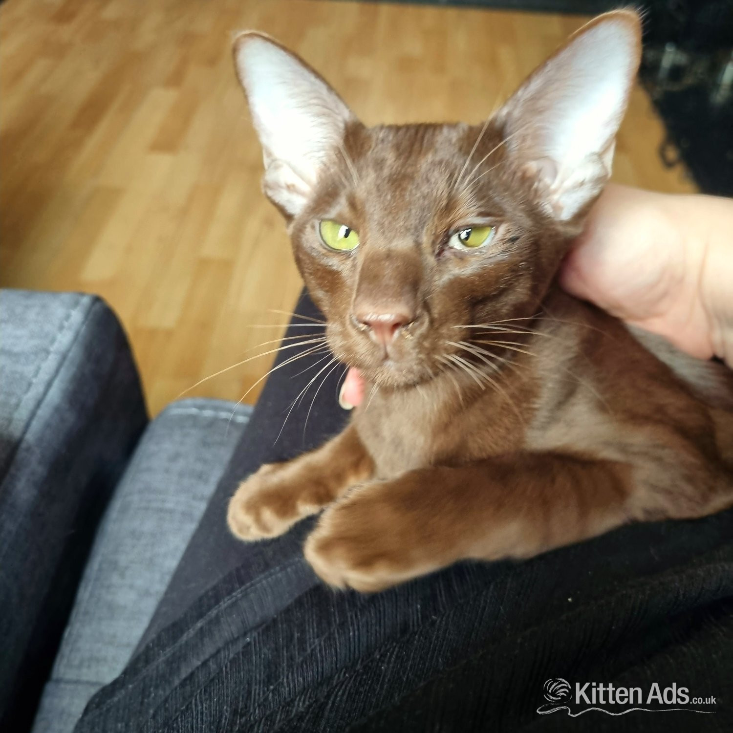 Oriental Cats and Kittens