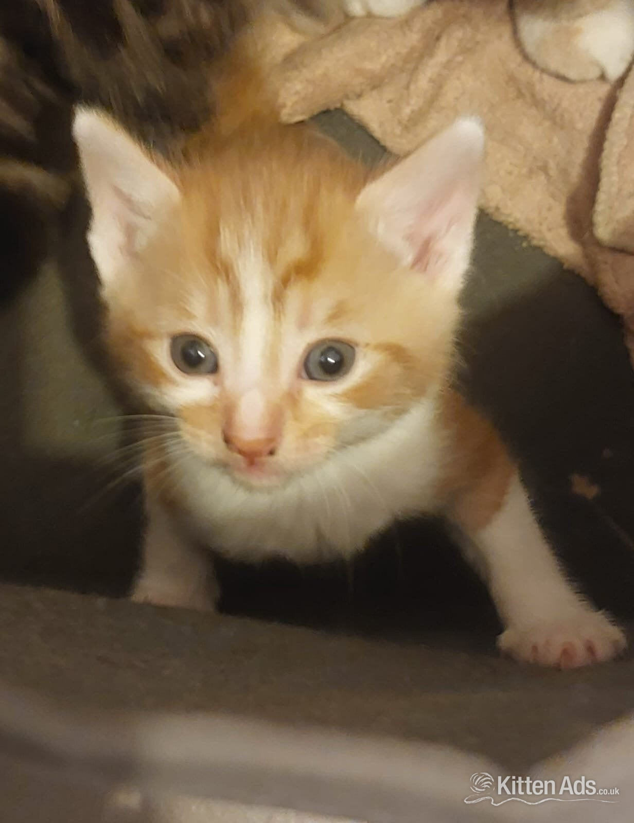 Kittens for sale in {LOCATION}