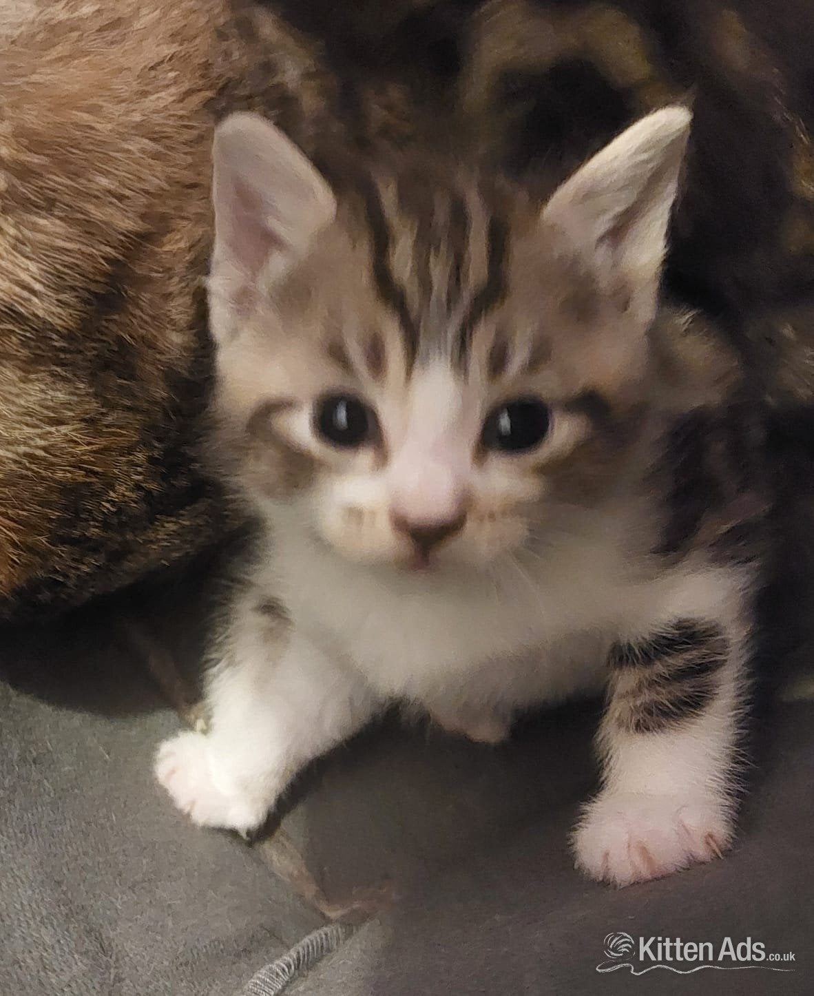 Bengal