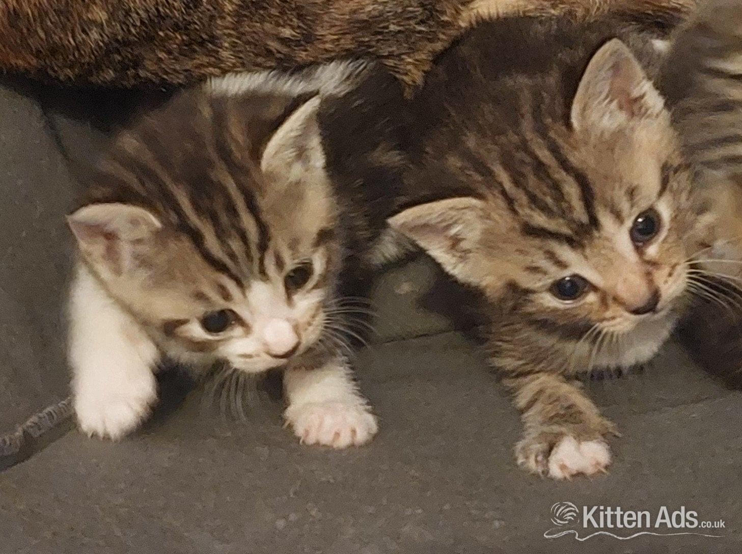 Bengal - Kittens for sale