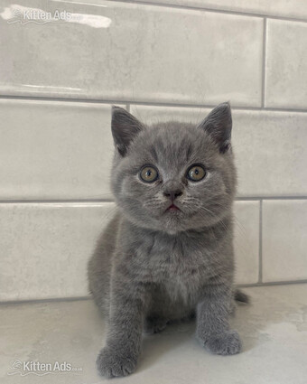 Beautiful British sort hair kittens