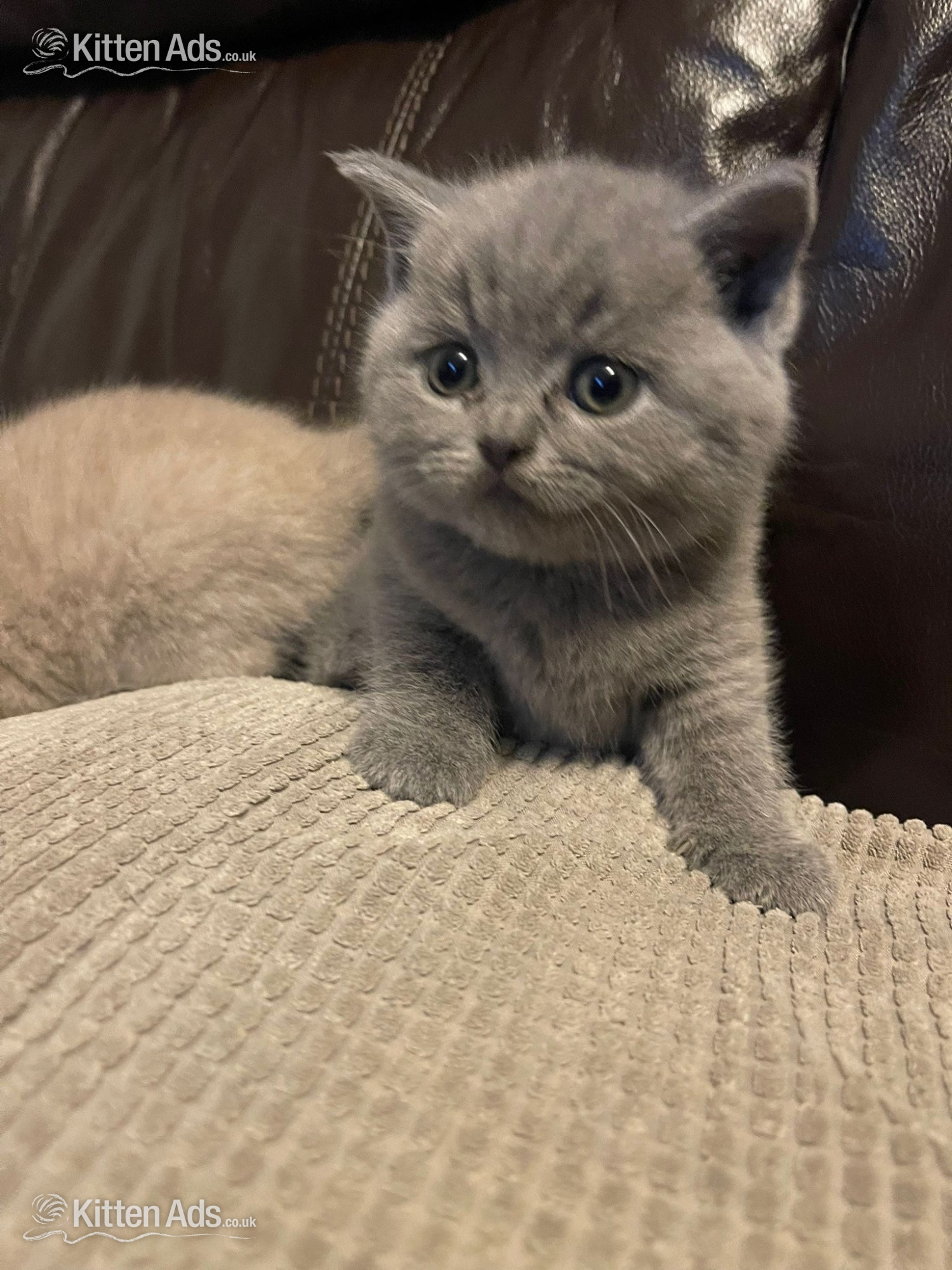 Beautiful British sort hair kittens - 