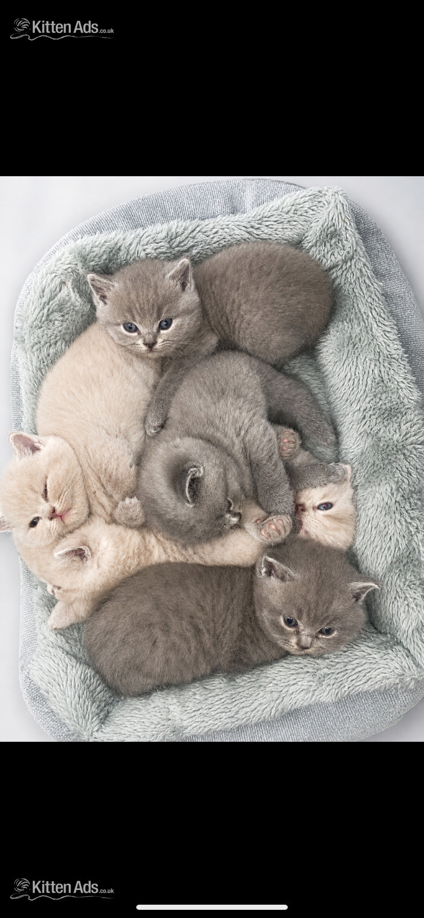 Beautiful British sort hair kittens in {LOCATION}
