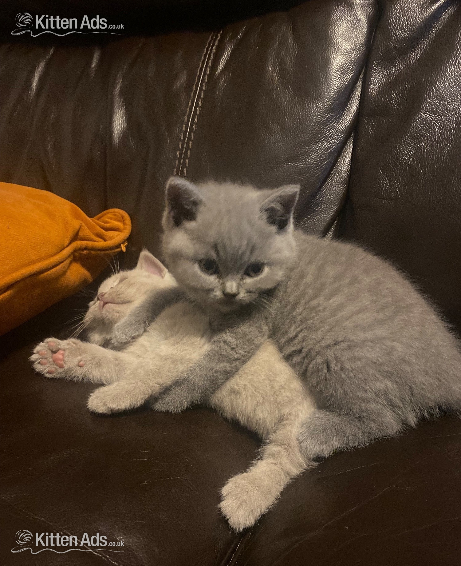  Cats and Kittens