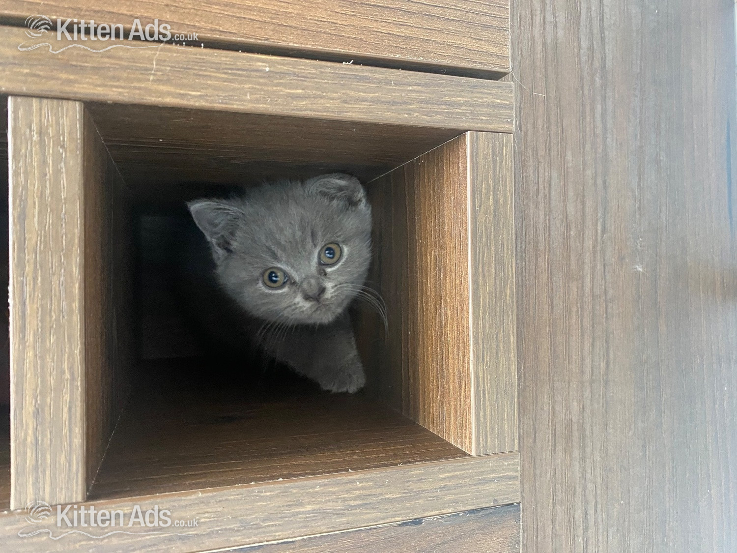  - Beautiful British sort hair kittens