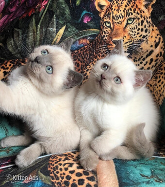Gorgeous Colourpoint blue point BSH  kittens 