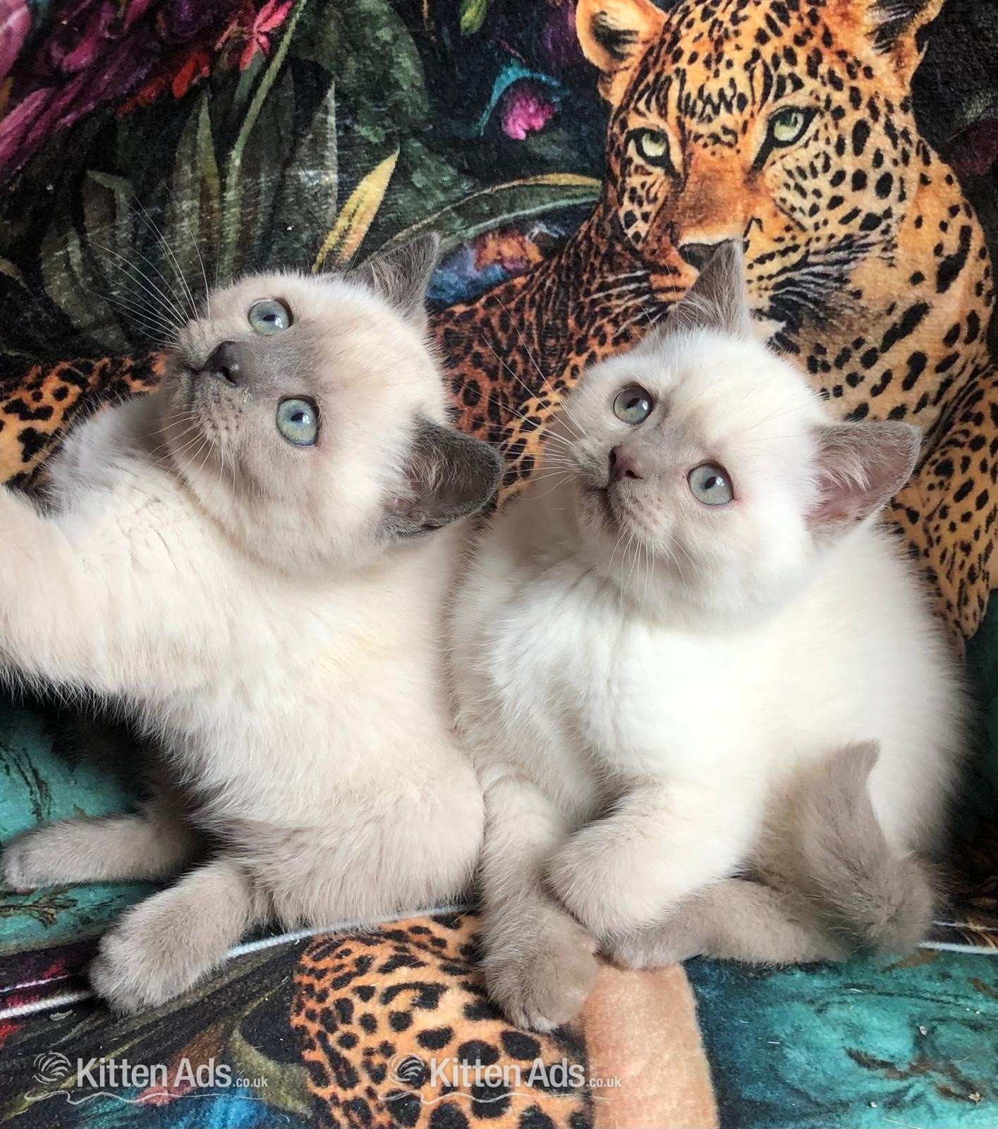 Gorgeous Colourpoint blue point BSH  kittens  in {LOCATION}