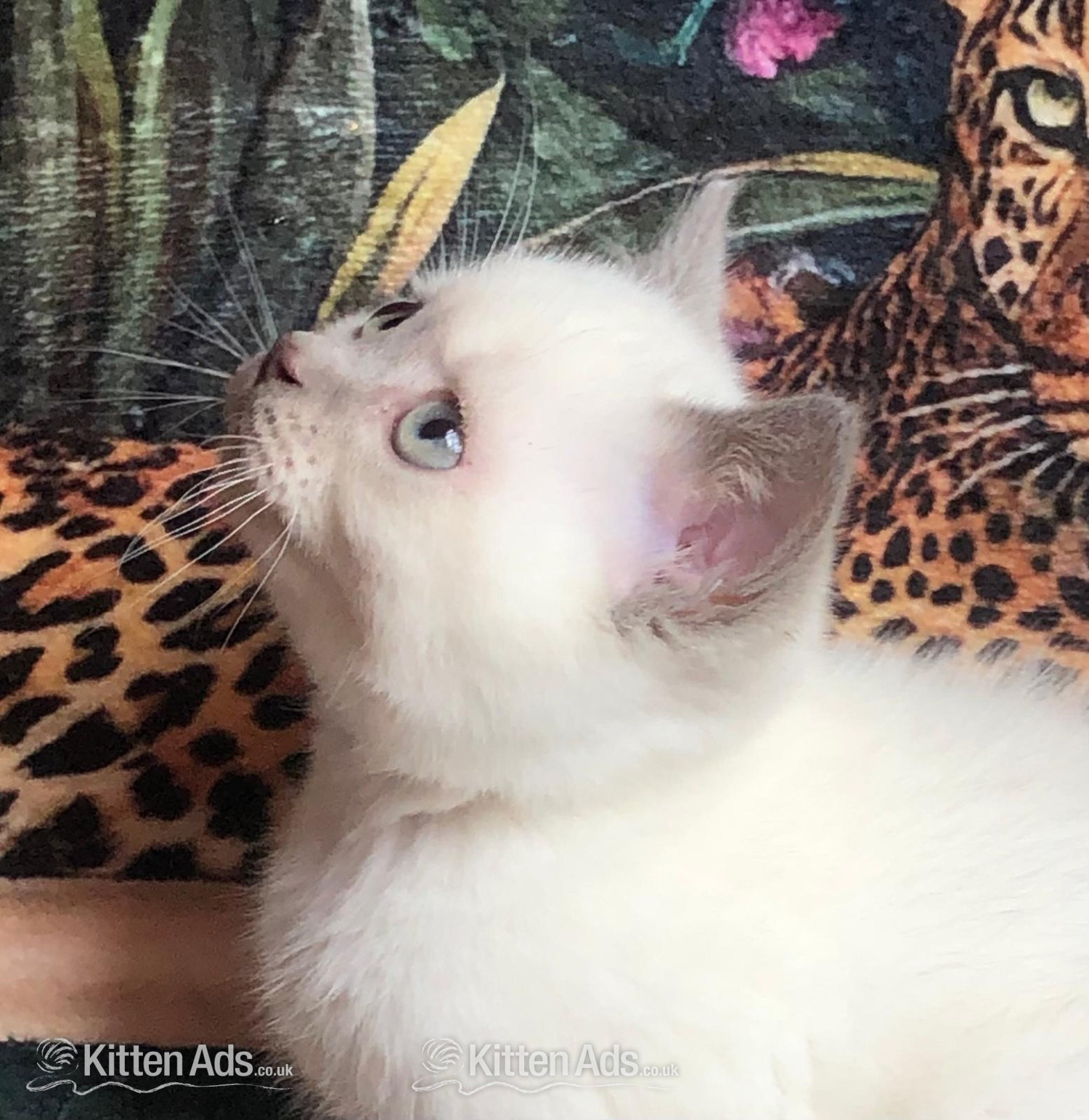  - Gorgeous Colourpoint blue point BSH  kittens 