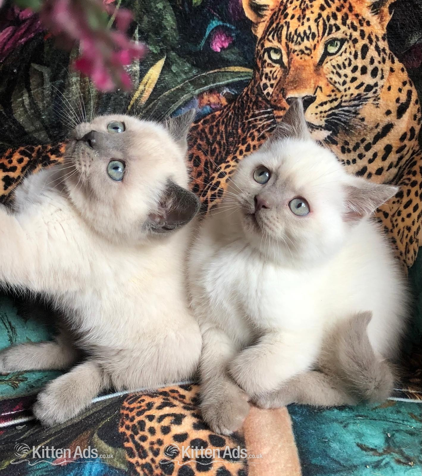 Gorgeous Colourpoint blue point BSH  kittens  - 