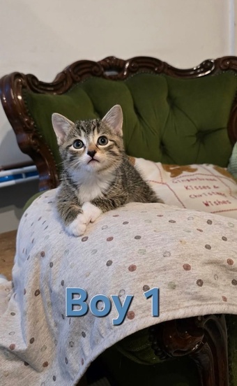Kittens ready now mixed boys boys n girls 