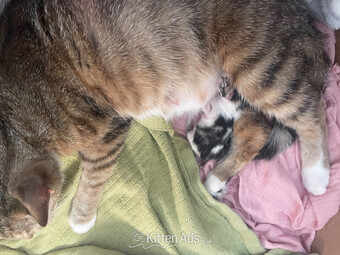 Kittens ready now mixed boys boys n girls 
