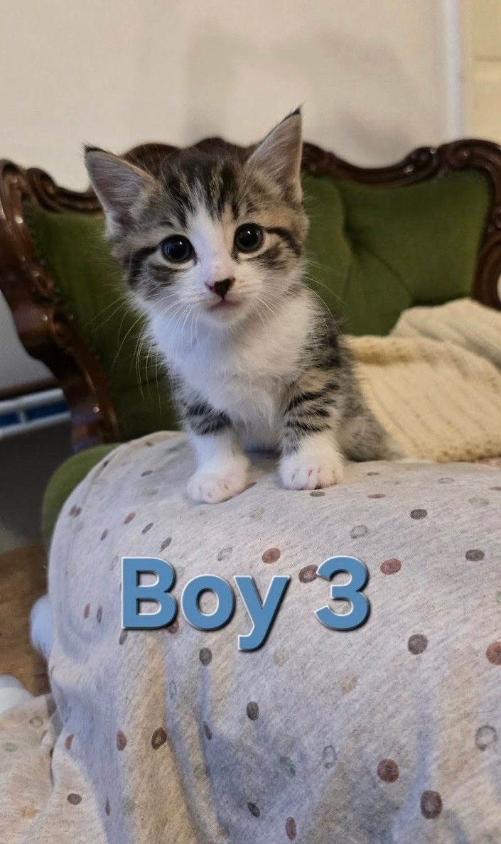  Cats and Kittens