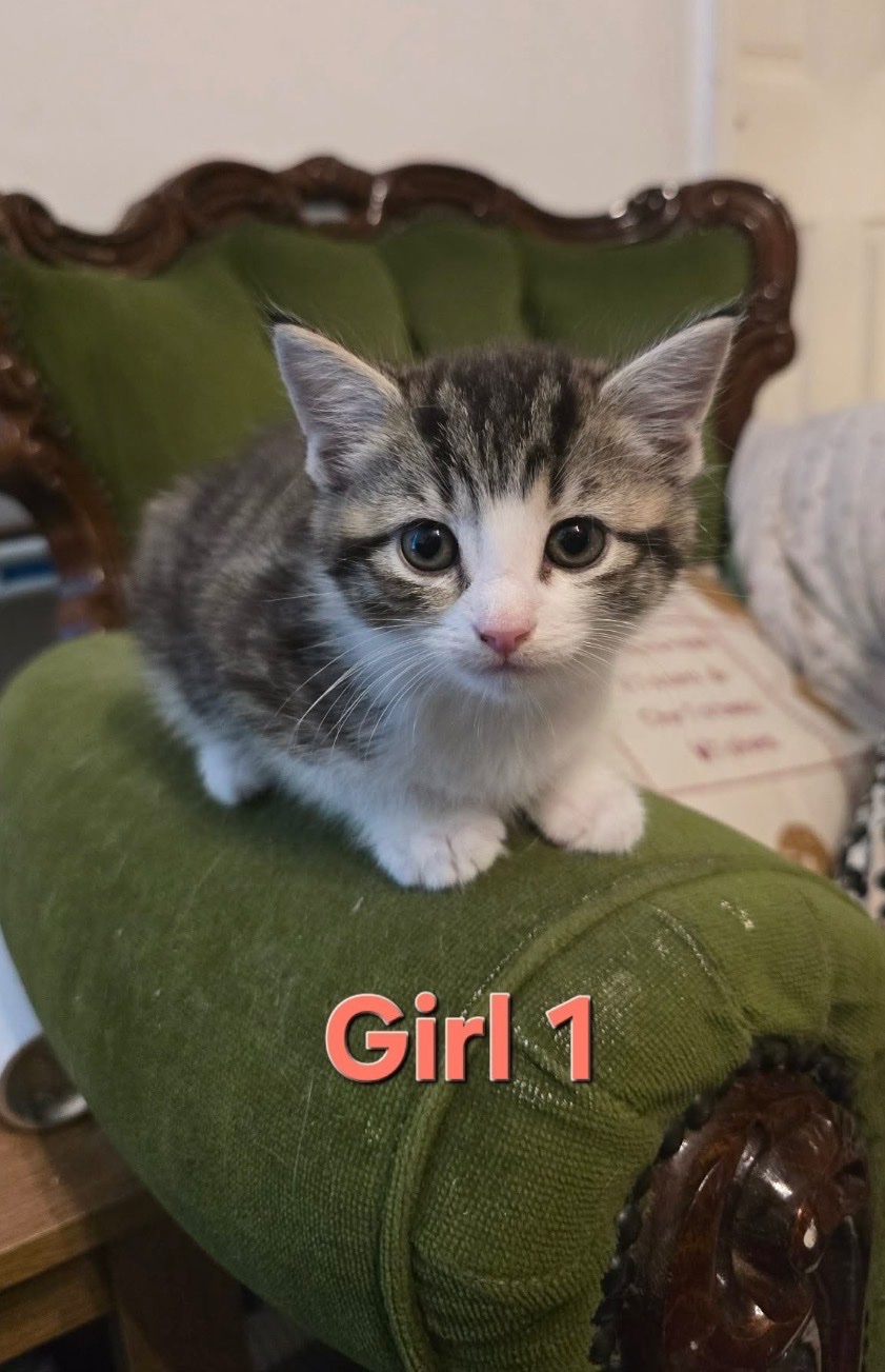  - Kittens ready now mixed boys boys n girls 