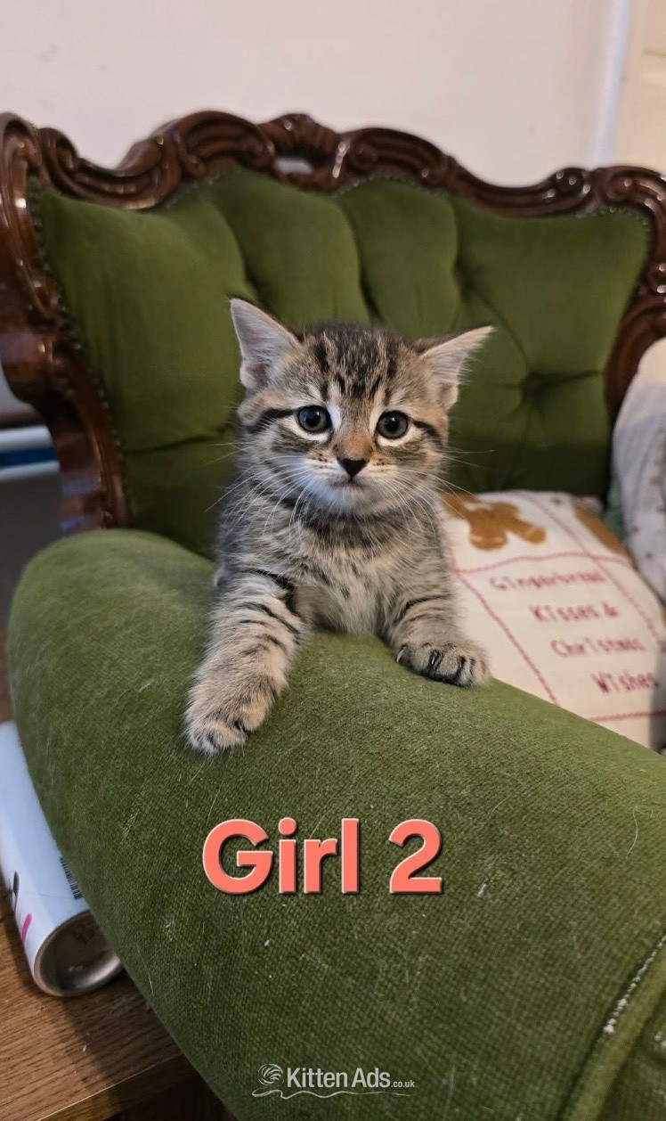 Kittens ready now mixed boys boys n girls  - 