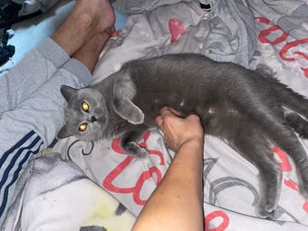 Luna 8 years old British blue . 