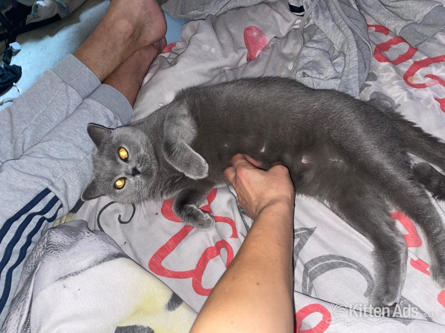 Luna 8 years old British blue .  in {LOCATION}