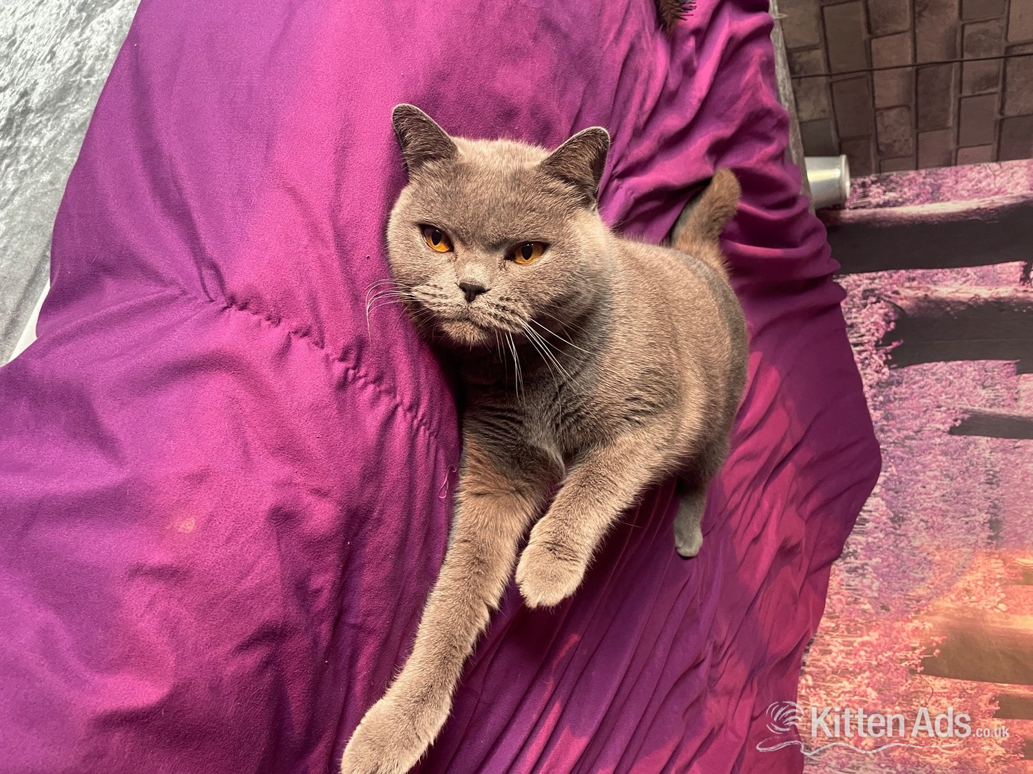 British Shorthair