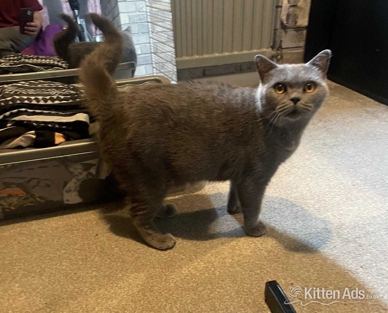 British Shorthair Cats and Kittens