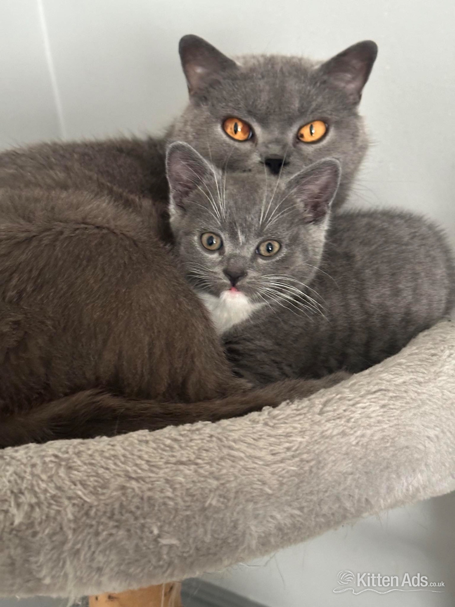 British Shorthair - Luna 8 years old British blue . 