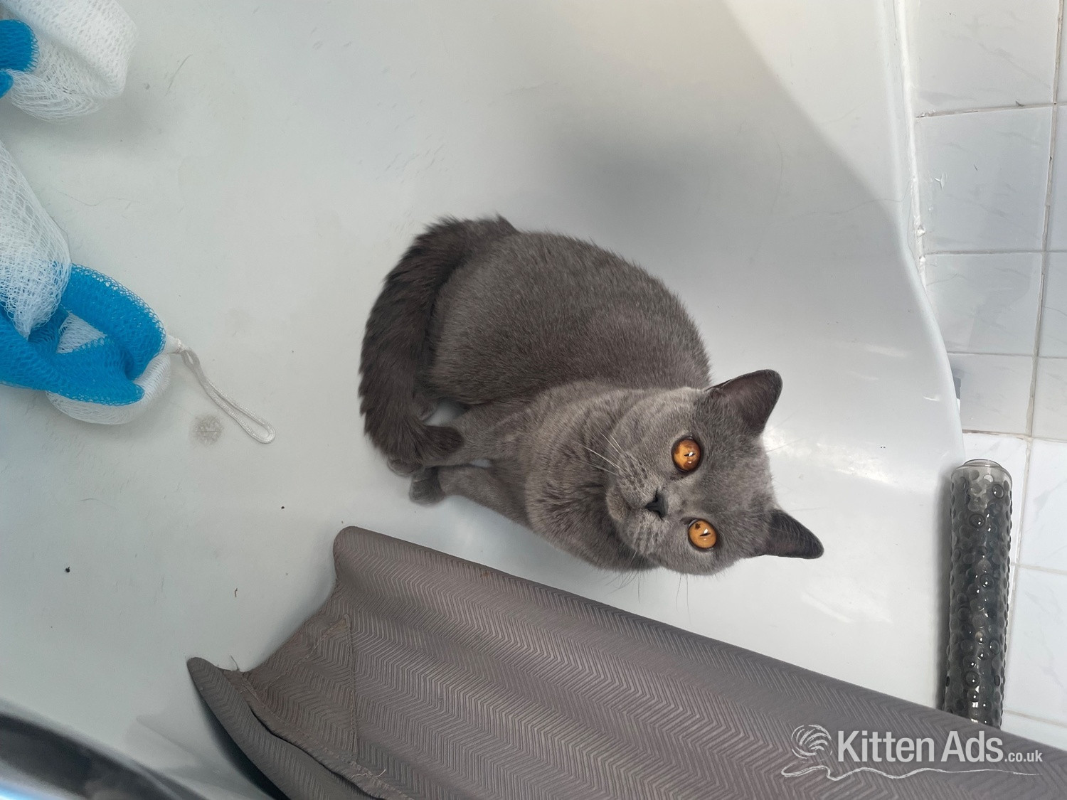 Luna 8 years old British blue .  - British Shorthair