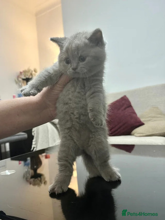 Adorable Tabby Kittens for Sale 