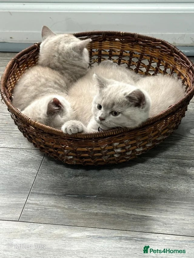 British Shorthair