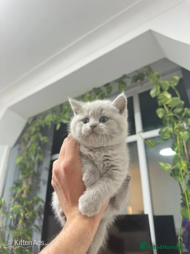 British Shorthair Cats and Kittens