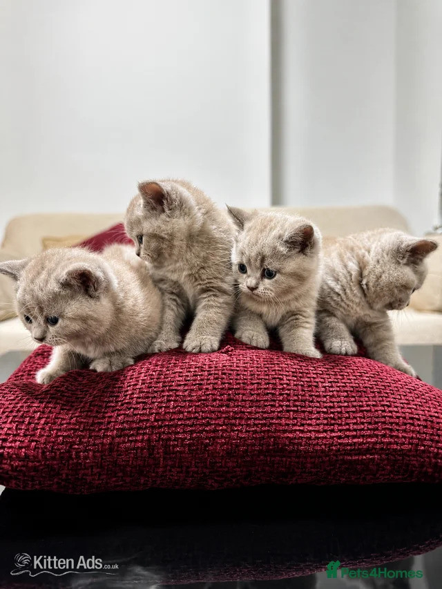 British Shorthair - Adorable Tabby Kittens for Sale 