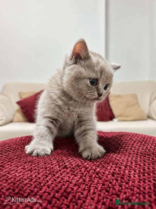 Adorable Tabby Kittens for Sale  - British Shorthair