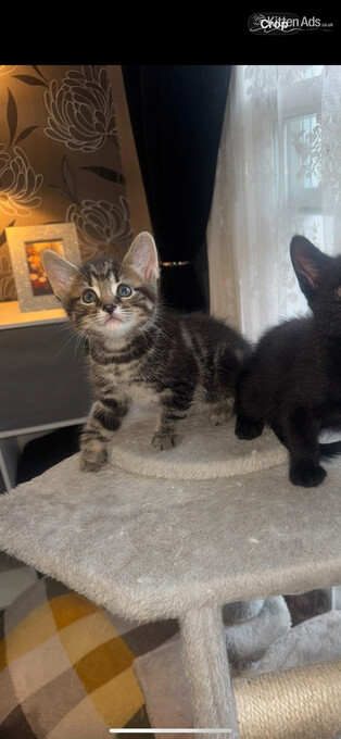 4 beautiful kittens 