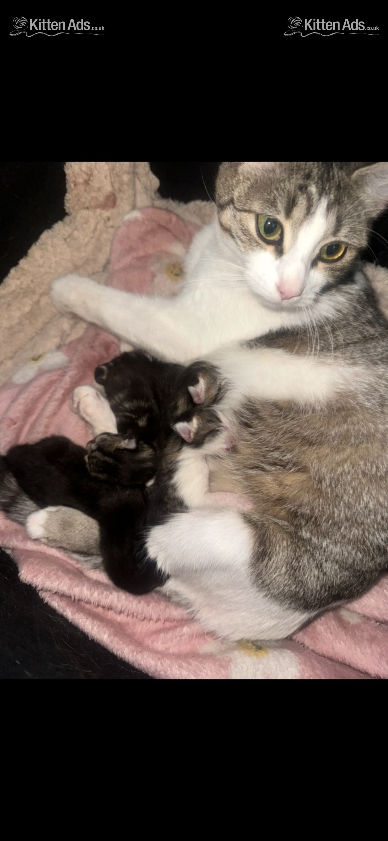  Cats and Kittens