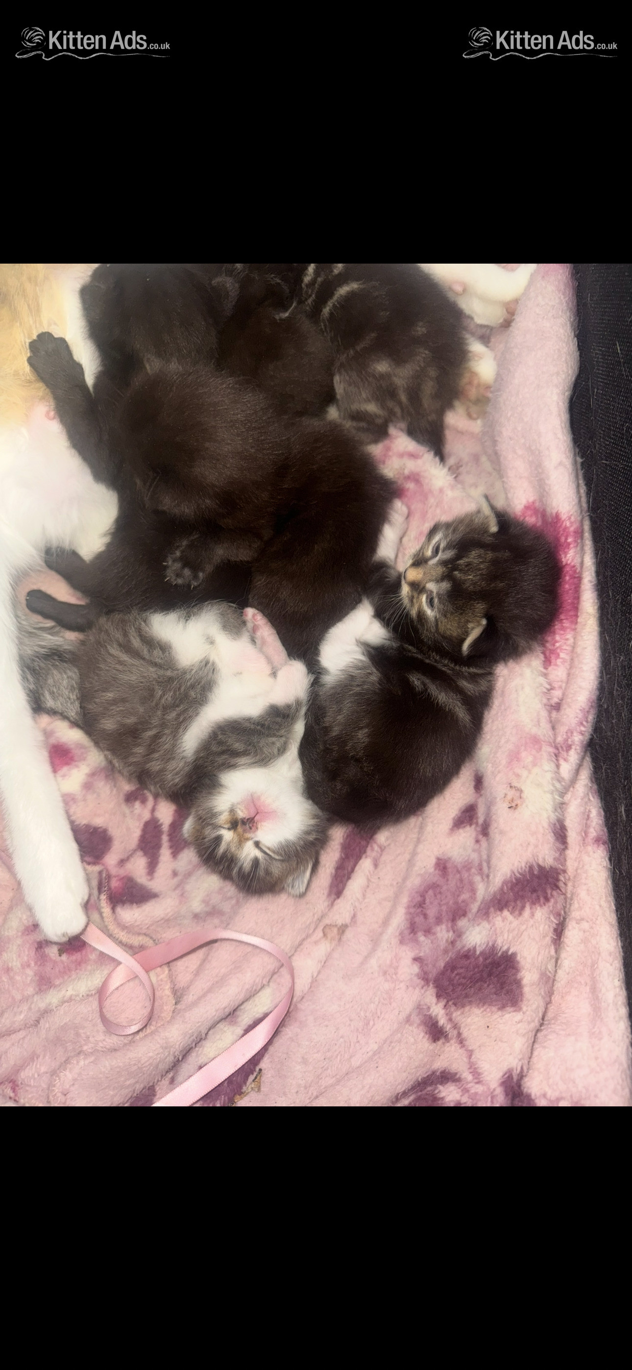  - 4 beautiful kittens 