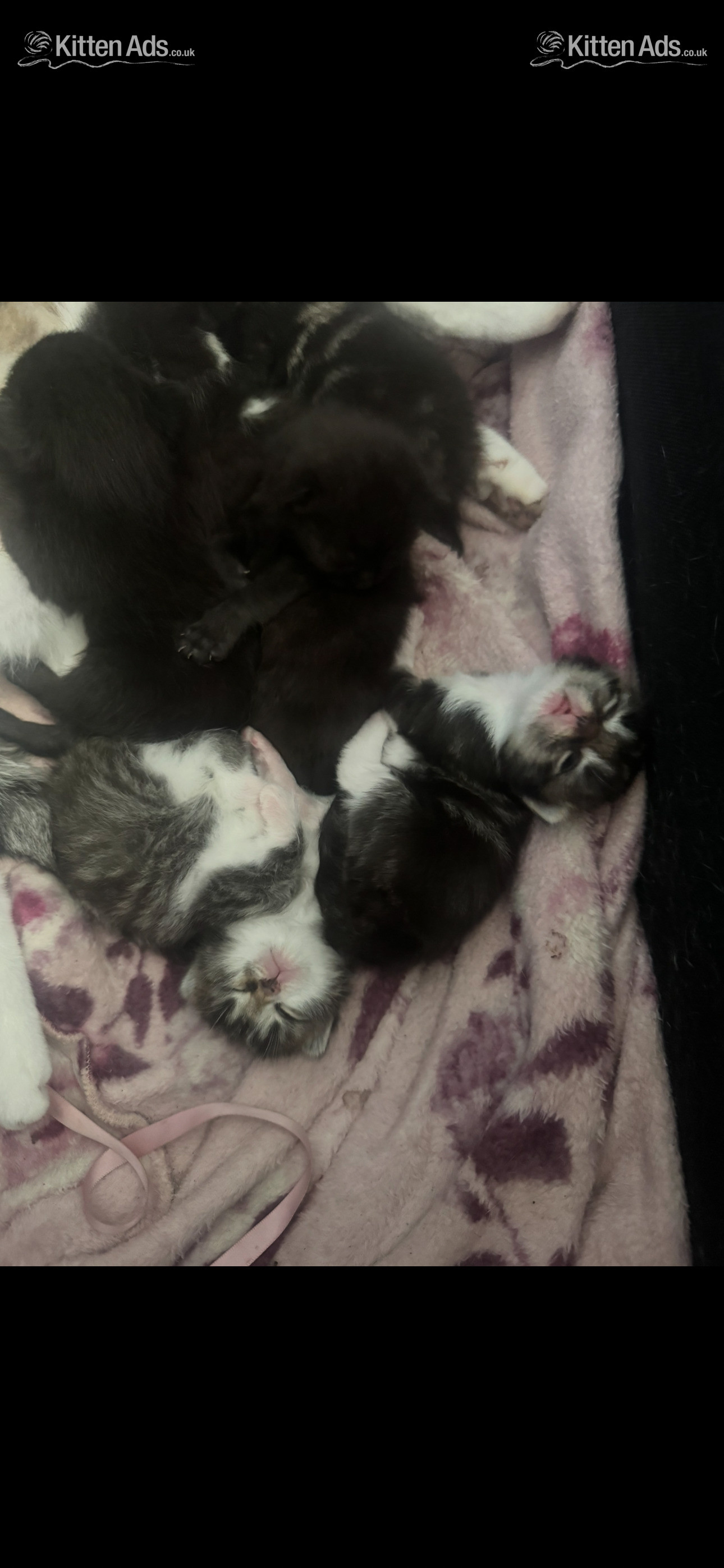 4 beautiful kittens  - 