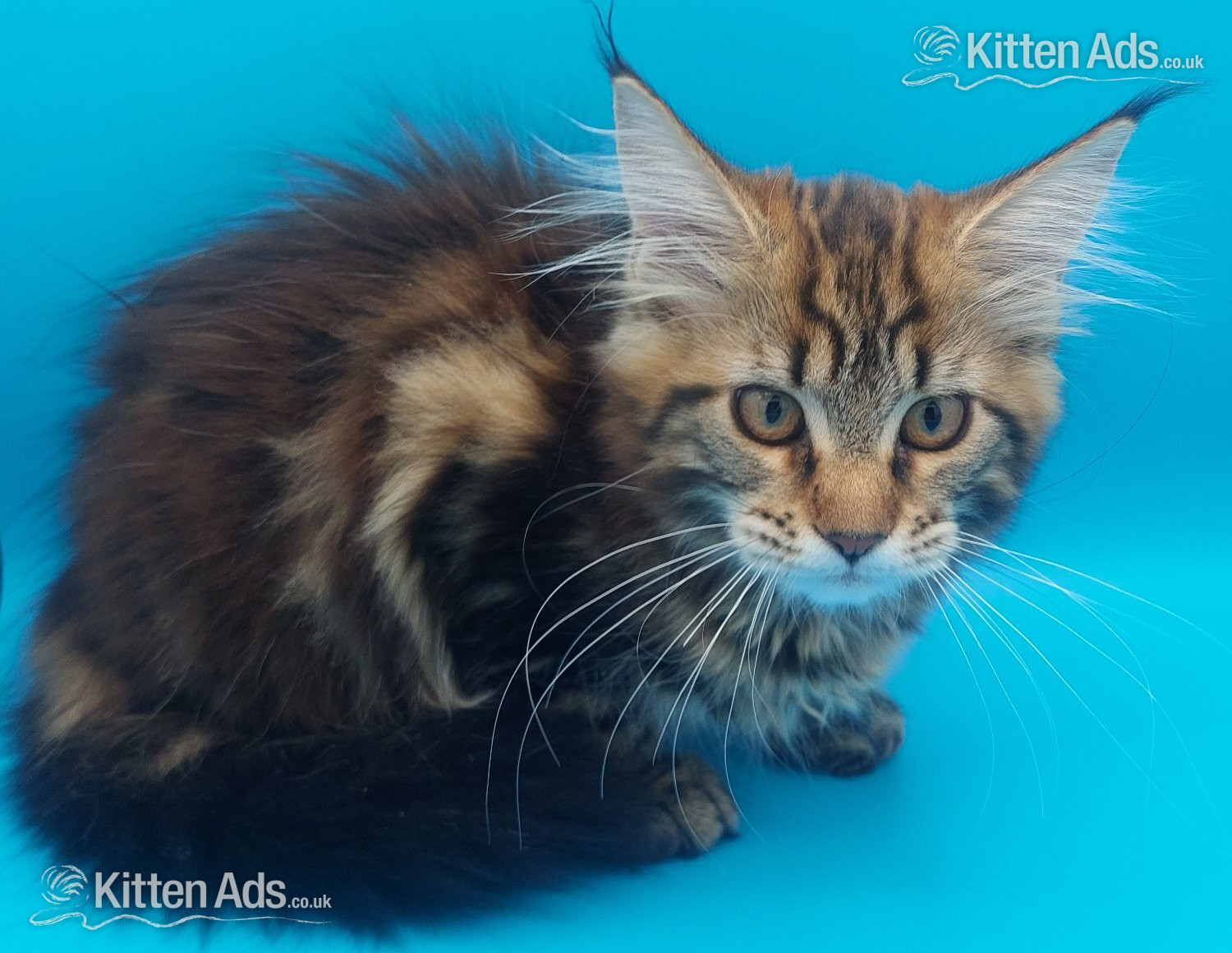 Full pedigree maine coon kitten  in {LOCATION}
