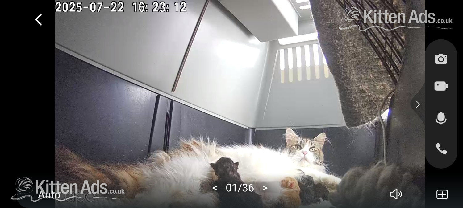  Cats and Kittens