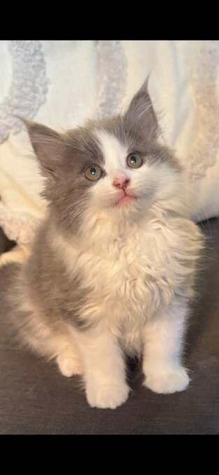 Fluffy grey male kitten 