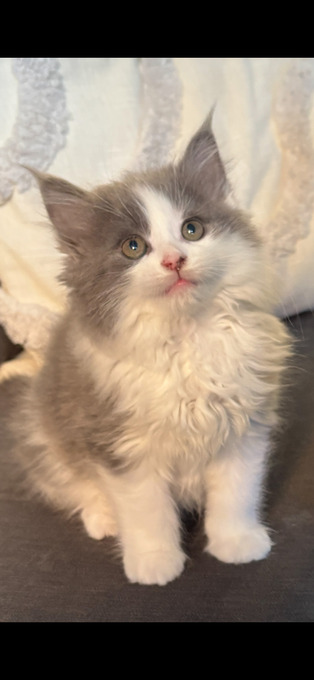 Fluffy grey male kitten 