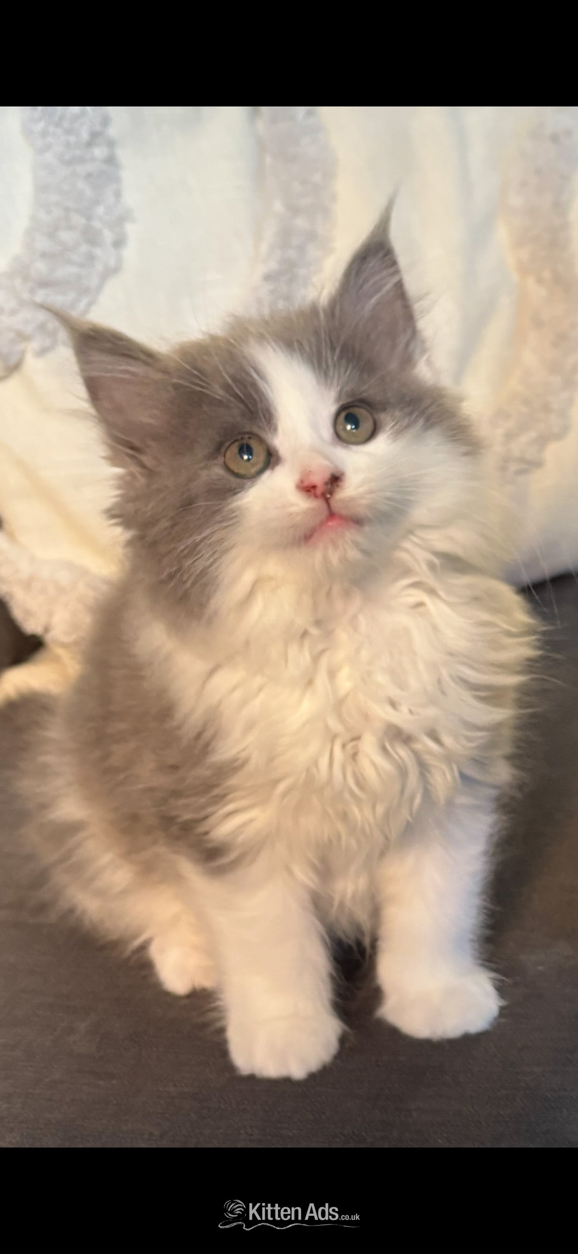 Fluffy grey male kitten  in {LOCATION}