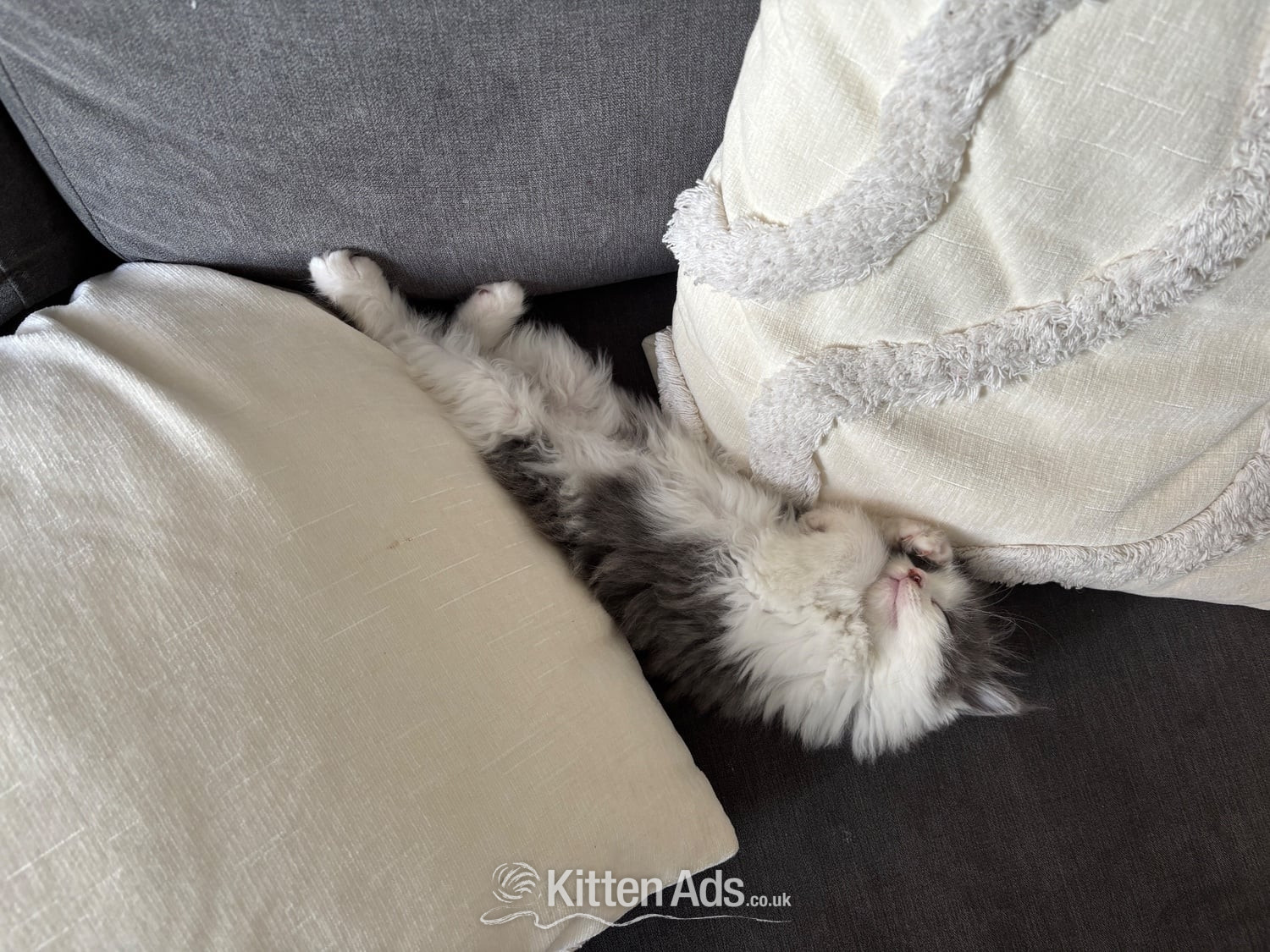  Cats and Kittens