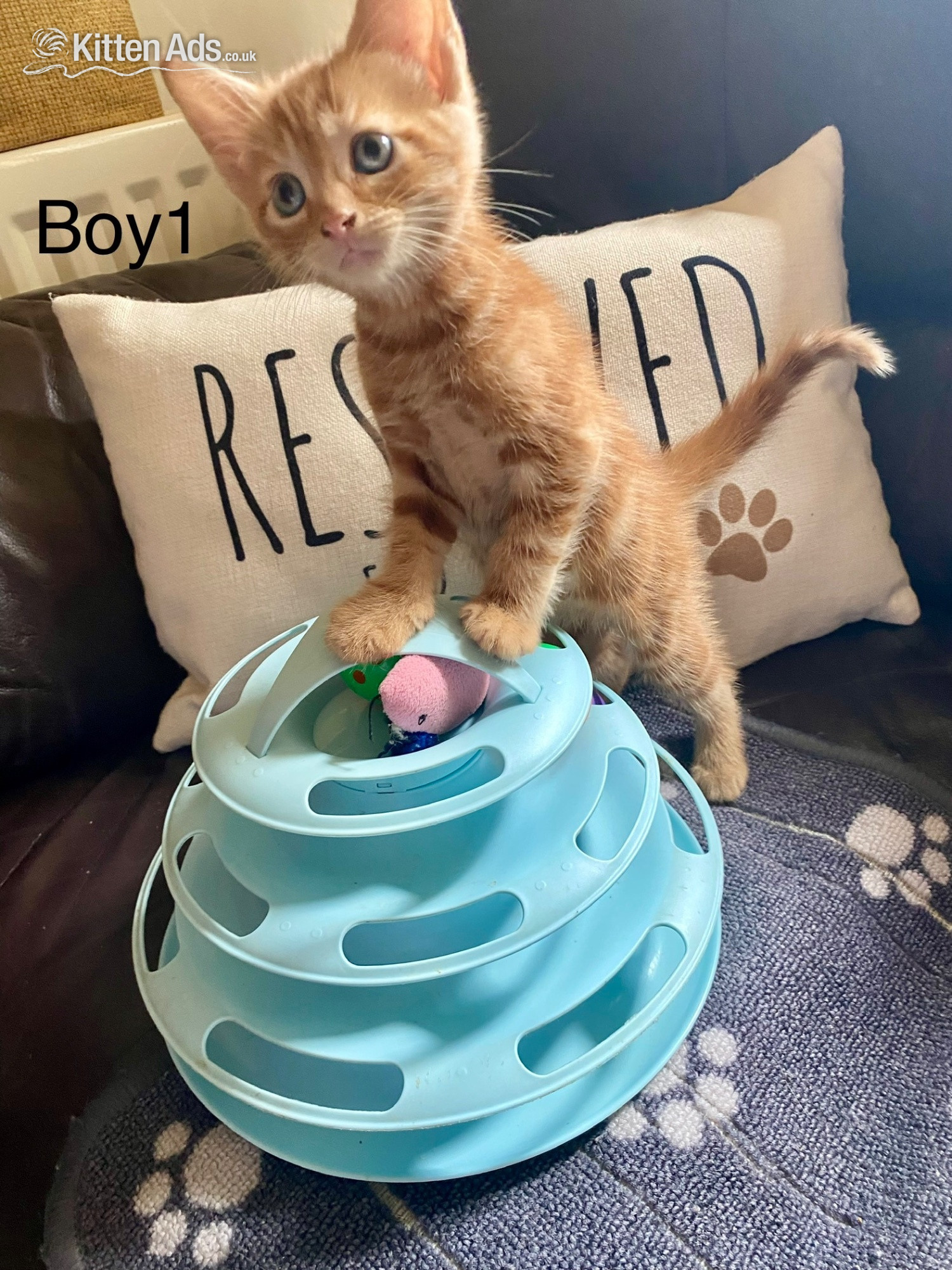  - Ginger kittens for sale and looking for they?re loved home
