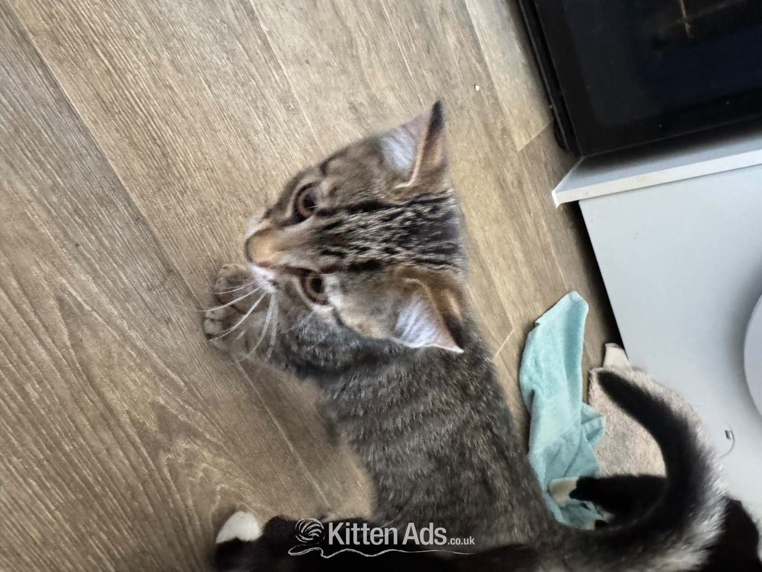  Cats and Kittens