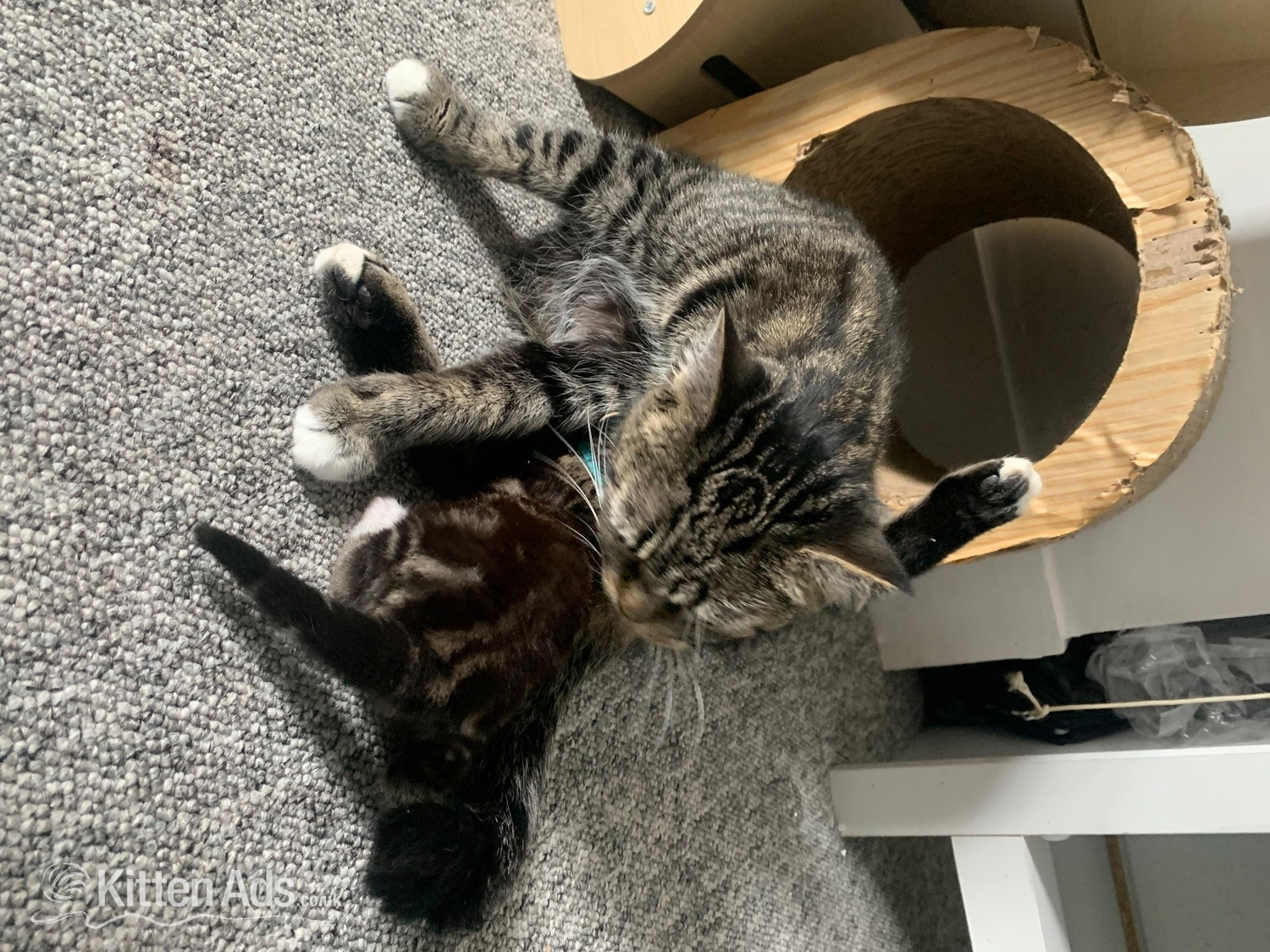 Scottish Fold Munchin-Russian Blues looking for their forever ho! in {LOCATION}