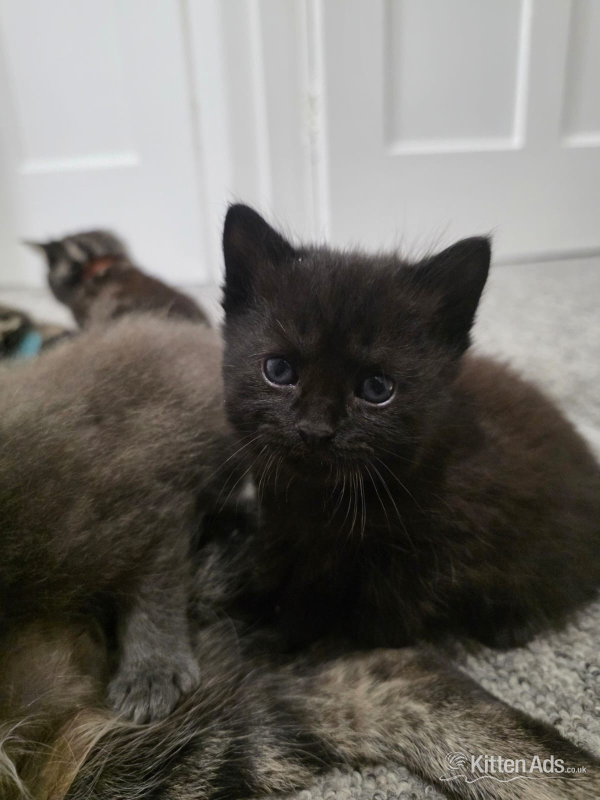 Scottish Fold Munchin-Russian Blues looking for their forever ho! - 