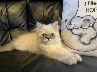 STUNNING MALE BLUE POINT HIMALAYAN KITTEN READY NOW in Beckenham