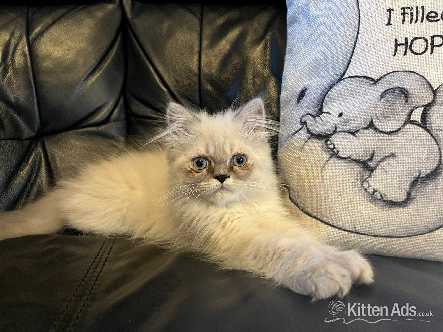 STUNNING MALE BLUE POINT PERSIAN KITTEN READY NOW in Beckenham in {LOCATION}