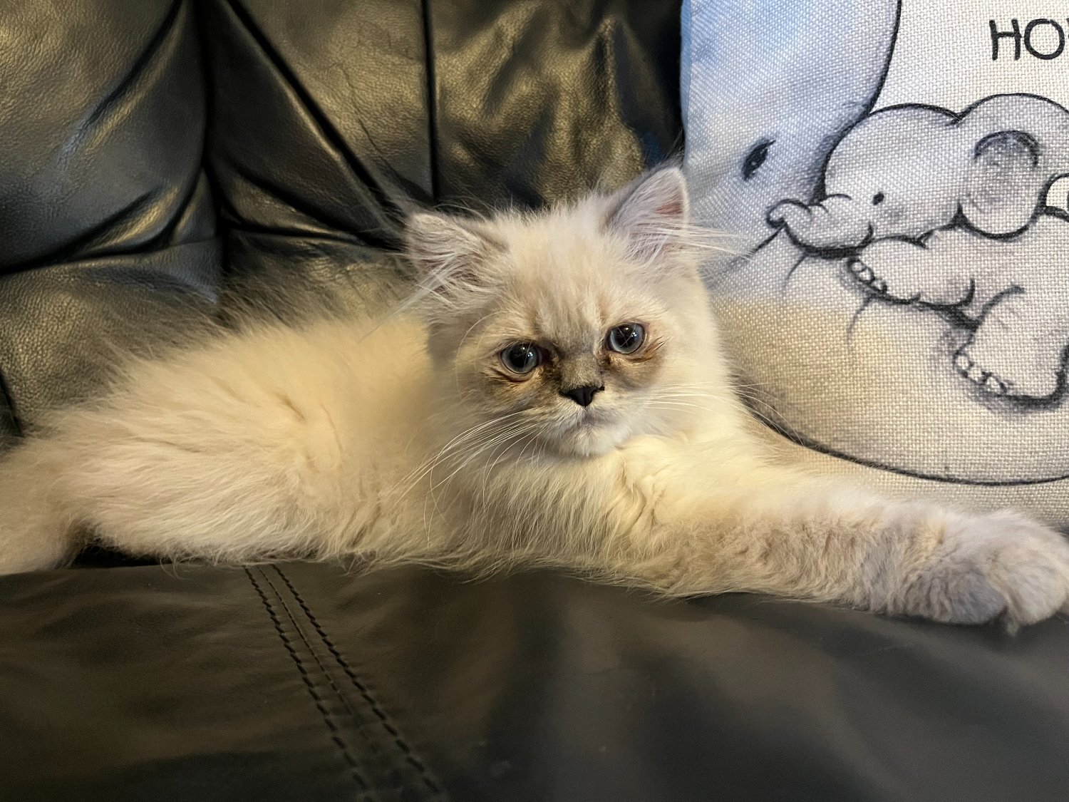Persian Cats and Kittens