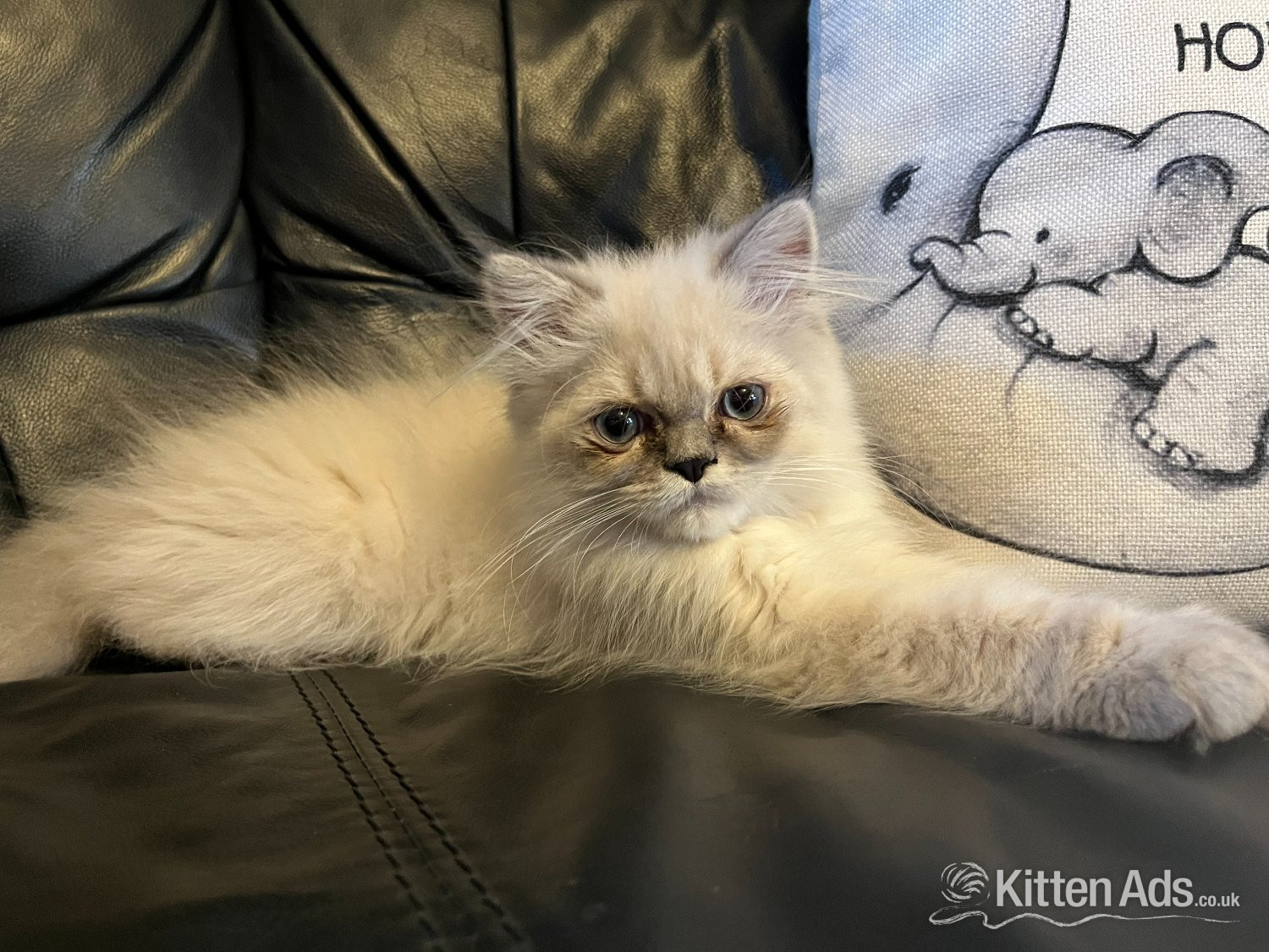 Persian Cats and Kittens