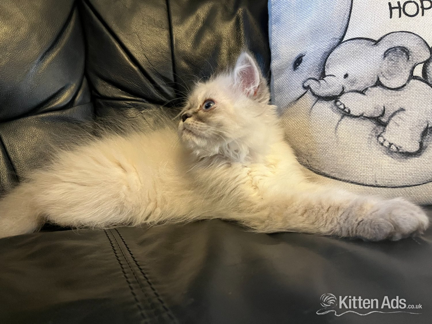 Persian - STUNNING MALE BLUE POINT HIMALAYAN KITTEN READY NOW in Beckenham