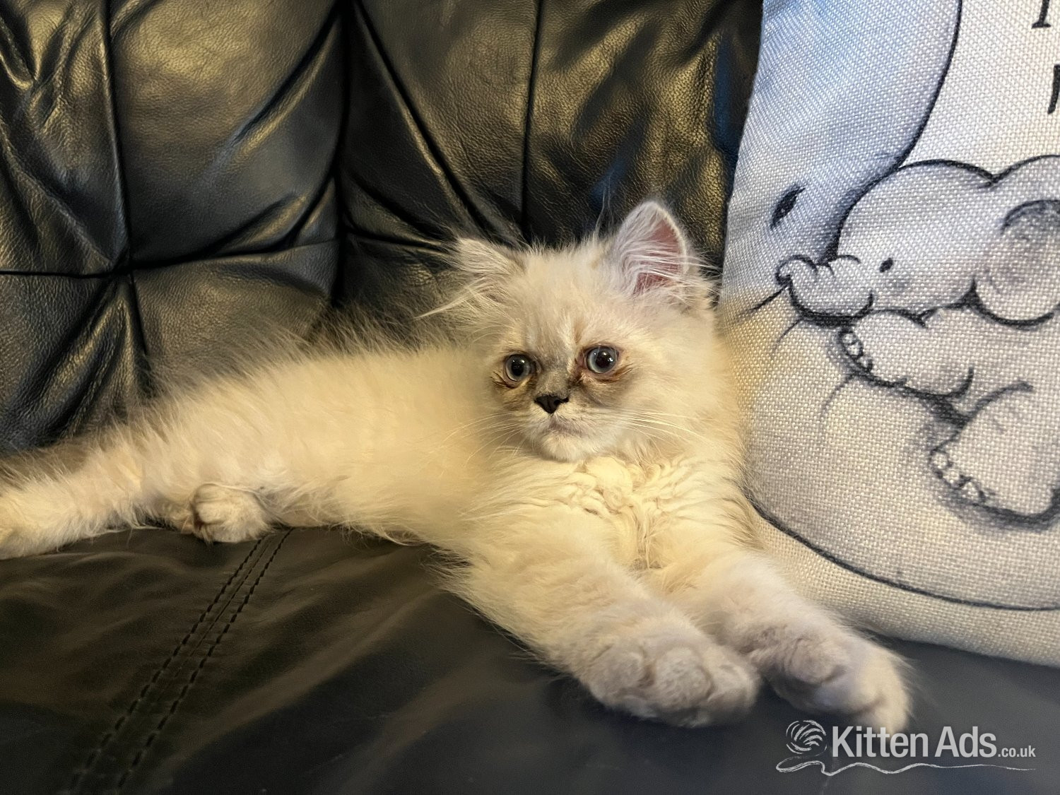 STUNNING MALE BLUE POINT HIMALAYAN KITTEN READY NOW in Beckenham - Persian